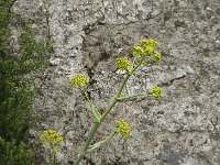 Thapsia villosa 2, Saxifraga-Willem van Kruijsbergen